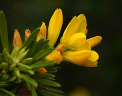 Gompholobium latifolium