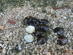 Reginaia ebenus