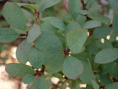Vaccinium uliginosum