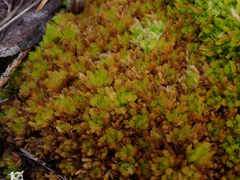 Sphagnum compactum