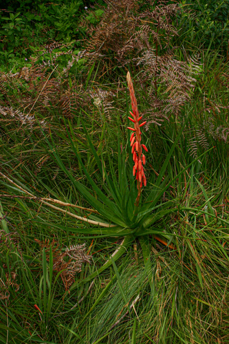 Aloe rhodesiana image