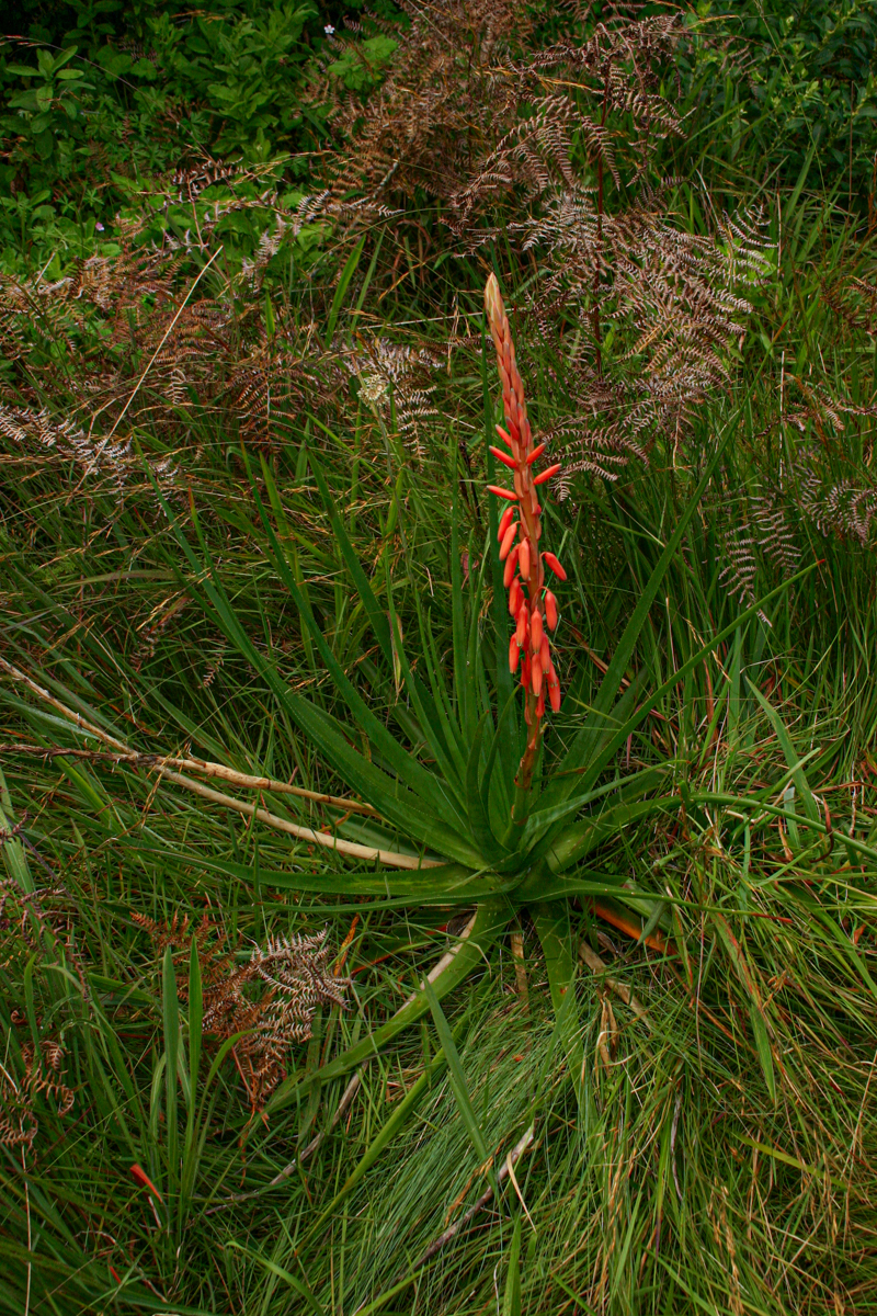 Aloe rhodesiana