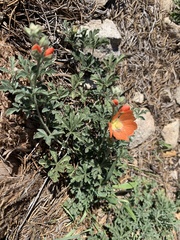 Sphaeralcea coccinea