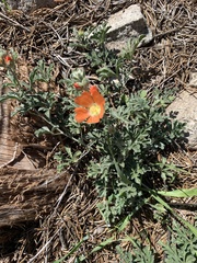 Sphaeralcea coccinea