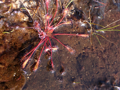 Drosera