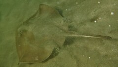 Trygonoptera testacea