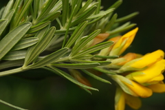 Gompholobium latifolium