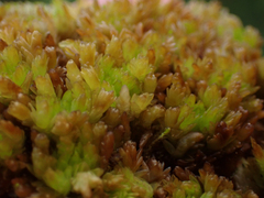 Sphagnum compactum
