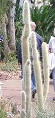 Trichocereeae