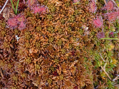 Sphagnum austinii