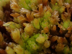 Sphagnum compactum