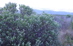 Leucadendron linifolium