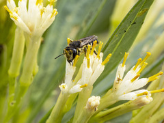 Megachile canariensis