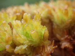 Sphagnum compactum