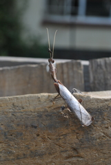 Phyllocrania paradoxa