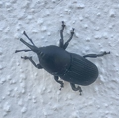 Scyphophorus acupunctatus