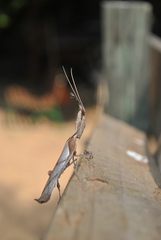 Phyllocrania paradoxa
