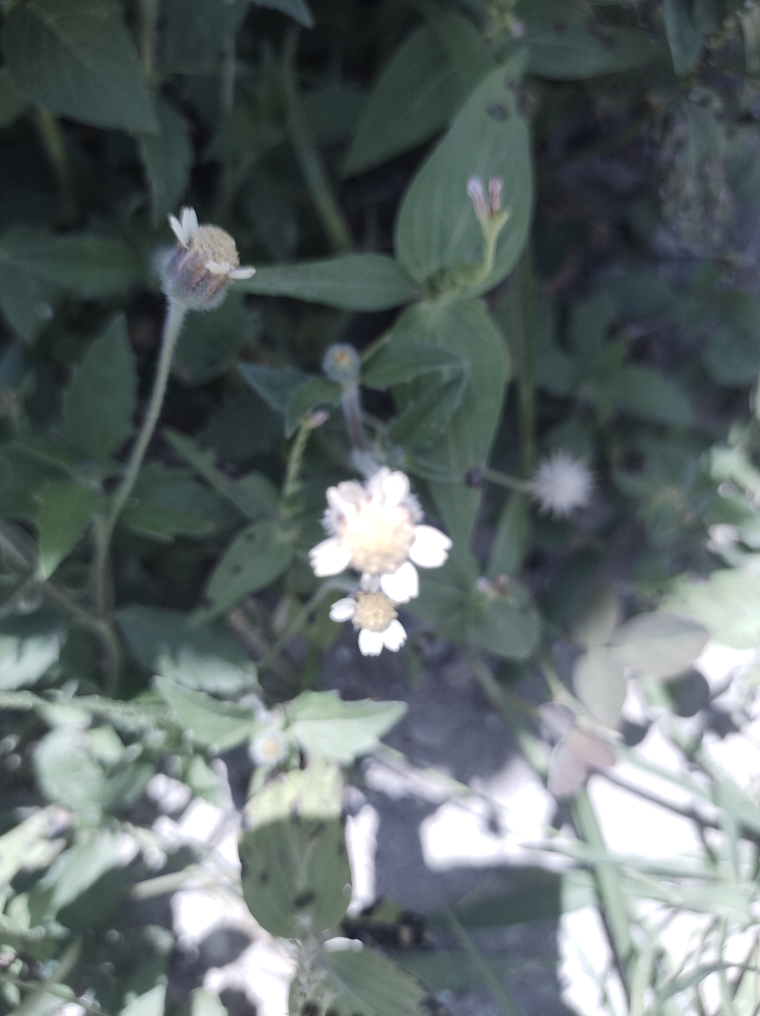 Tridax procumbens