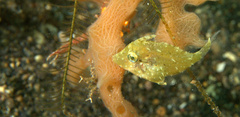 Acreichthys tomentosus