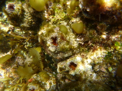 Pyura praeputialis