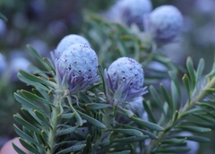 Leucadendron linifolium