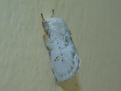 Naroma varipes
