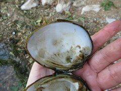 Ellipsaria lineolata