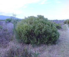 Leucadendron linifolium