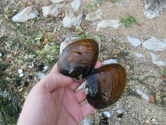 Ellipsaria lineolata