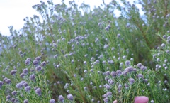 Leucadendron linifolium