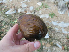 Ellipsaria lineolata