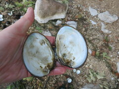 Ellipsaria lineolata