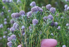 Leucadendron linifolium
