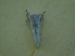 Naroma varipes