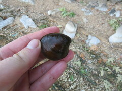 Reginaia ebenus