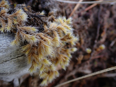 Racomitrium lanuginosum