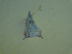 Naroma varipes