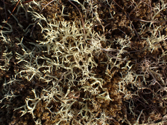 Cladonia arbuscula mitis