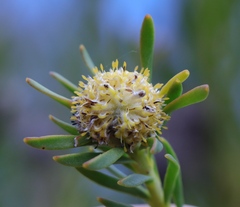 Leucadendron linifolium
