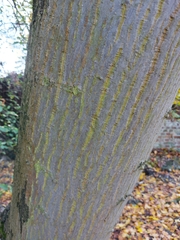 Acer cappadocicum