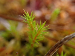 Polytrichum strictum