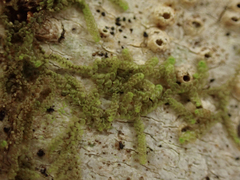 Frullania