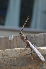 Phyllocrania paradoxa