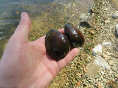 Ellipsaria lineolata