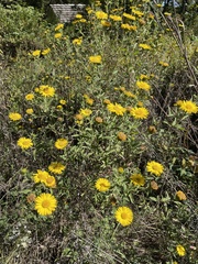 Heterotheca camporum