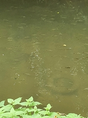 Scardinius erythrophthalmus