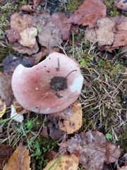 Russula sanguinea