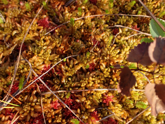Sphagnum austinii