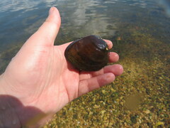 Ellipsaria lineolata