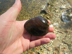 Ellipsaria lineolata